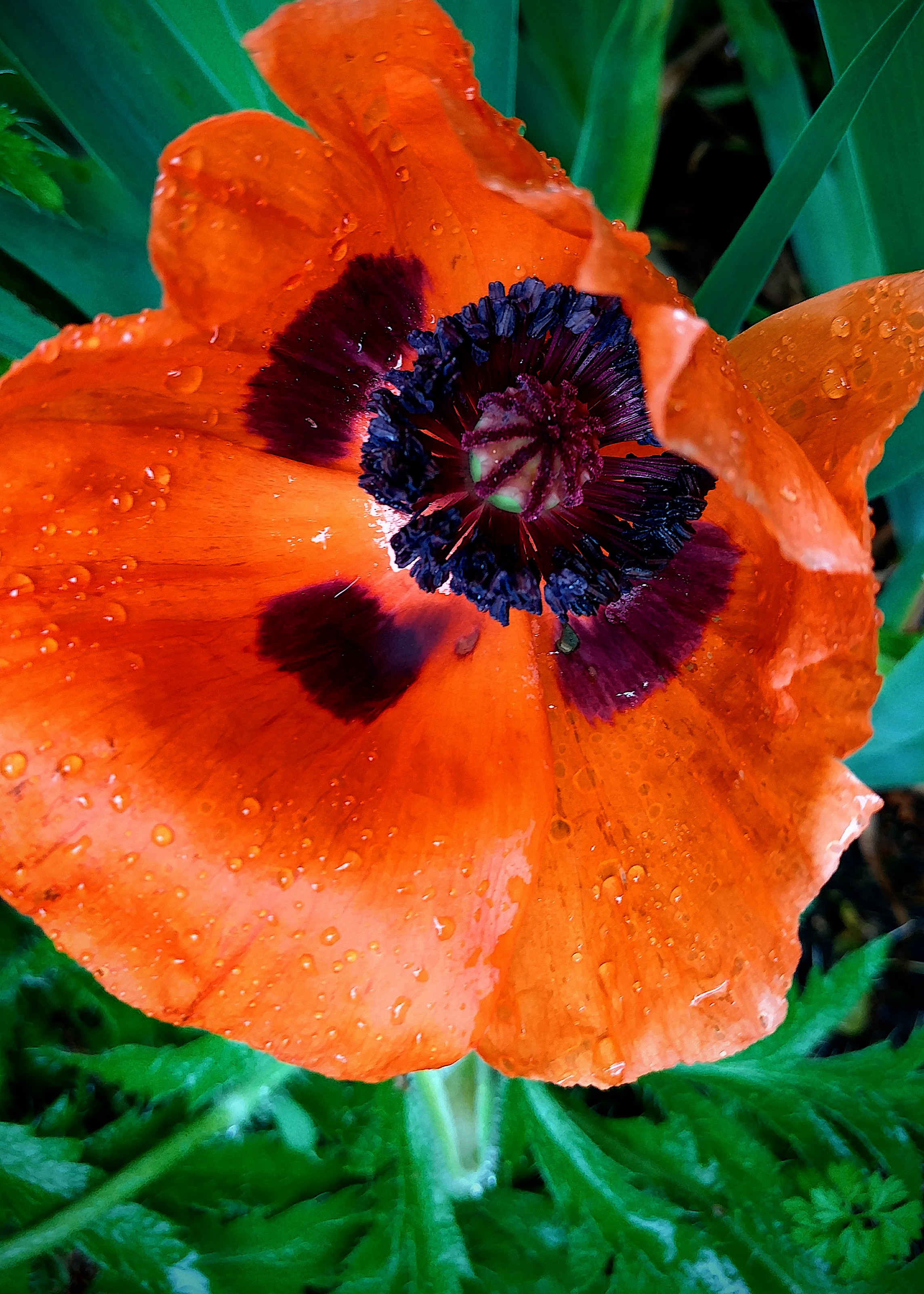 flower poppy raindrops nature color