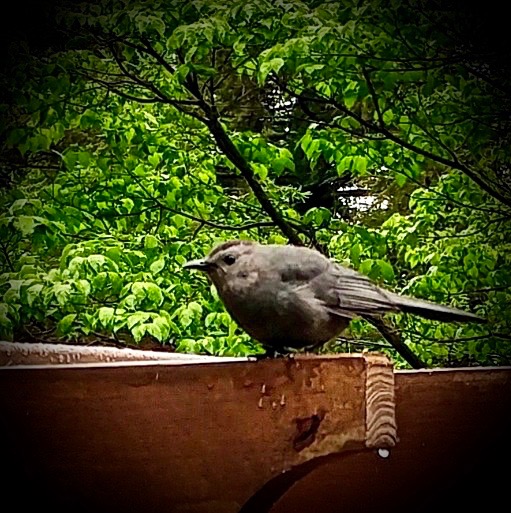 Catbird.jpg