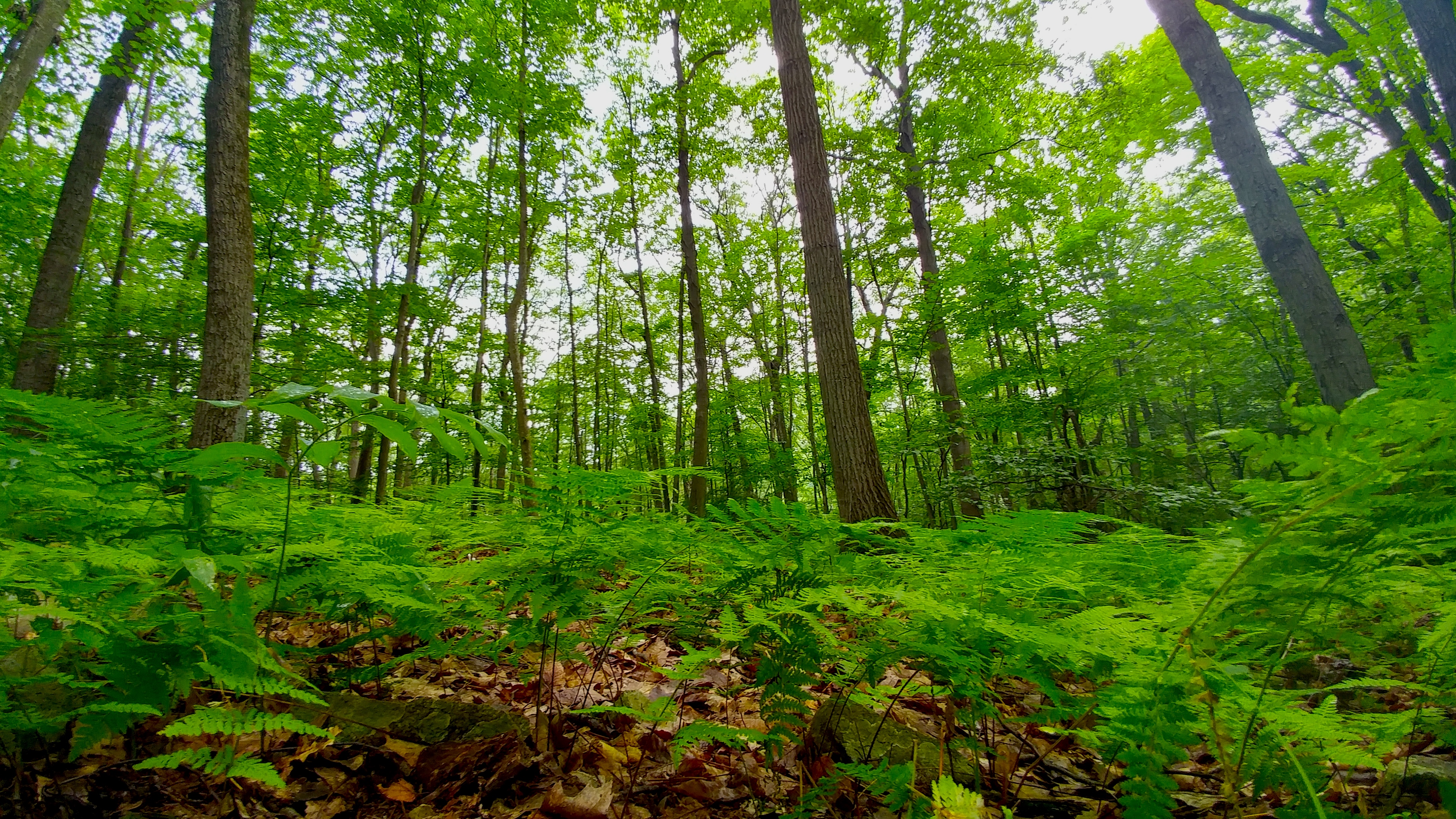 Fern Wood, Tourne.jpg