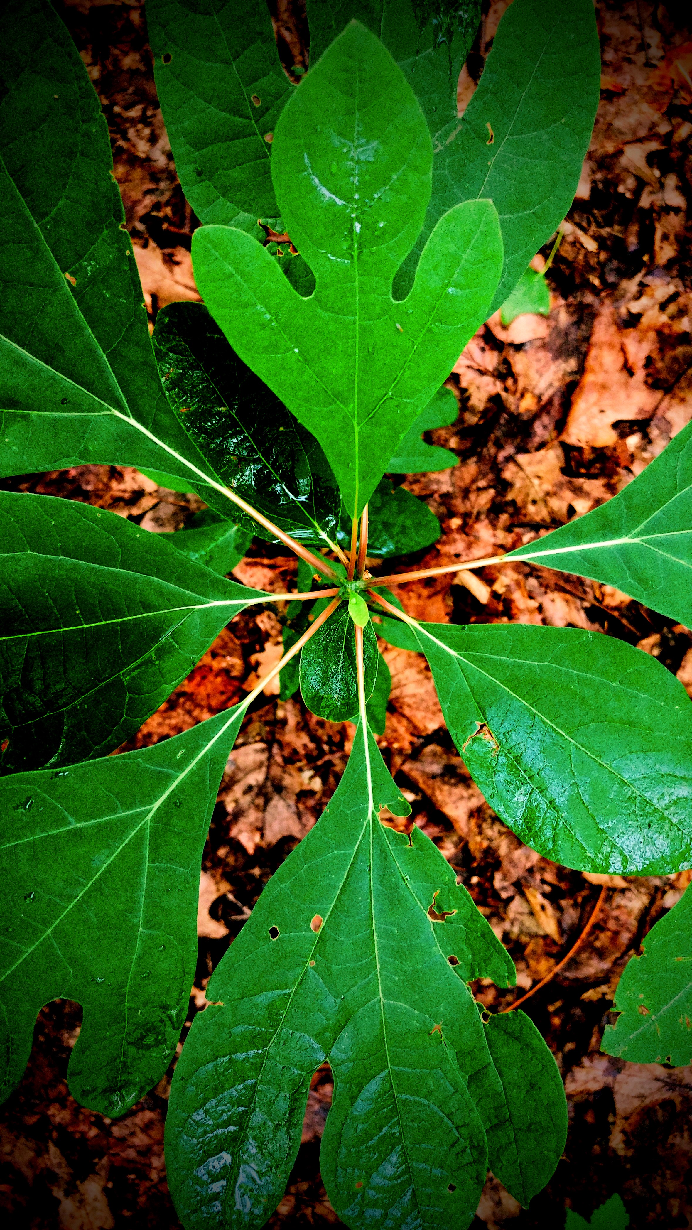 Sassafras.jpg