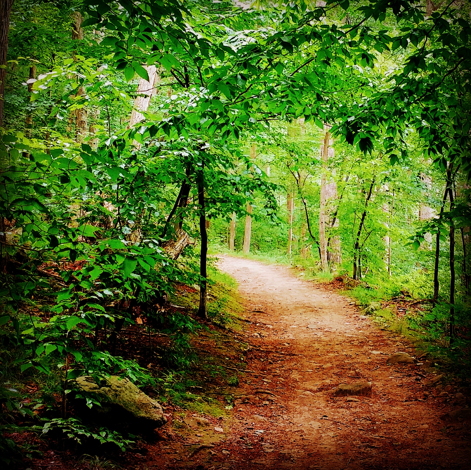 Wooded Path.jpg