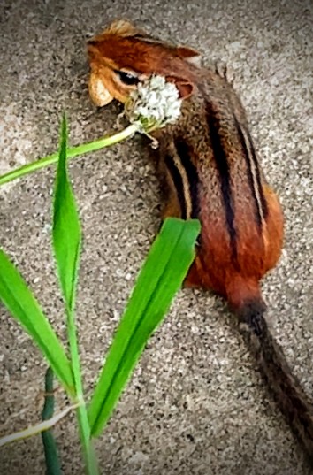 fauna mammal rodent eastern_chipmunk summer nature beauty