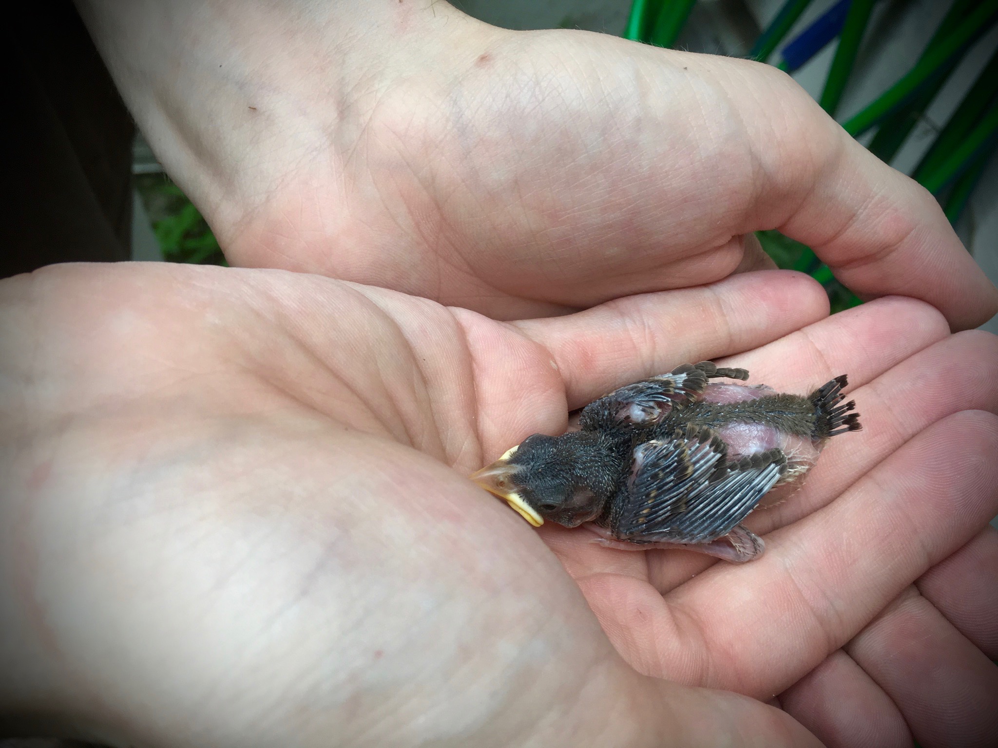 Hatchling.jpg