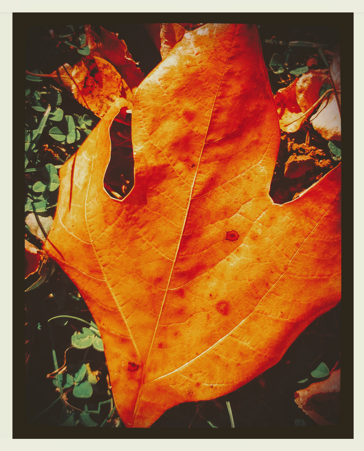 Sassafrass Leaf.png