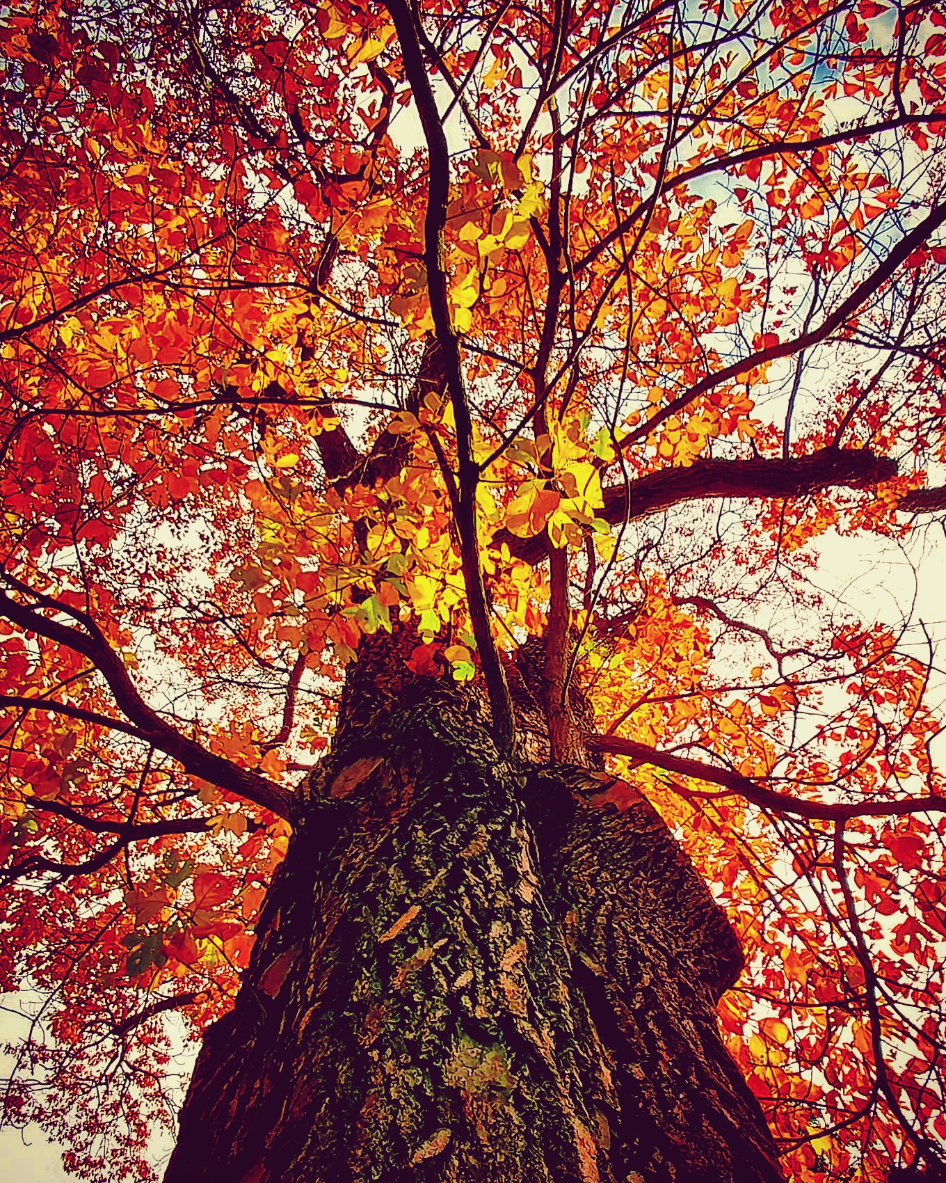 Sassafrass Tree.jpg