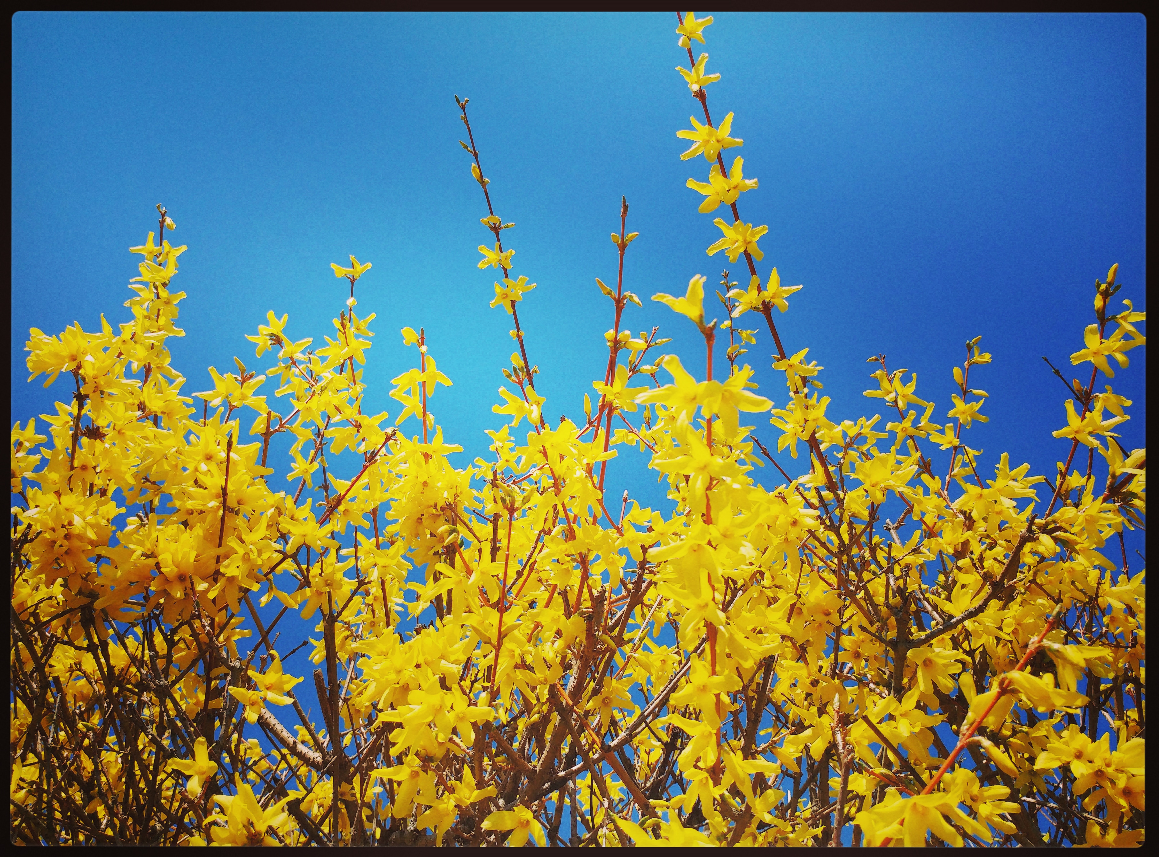 Forsythia Riot.jpg