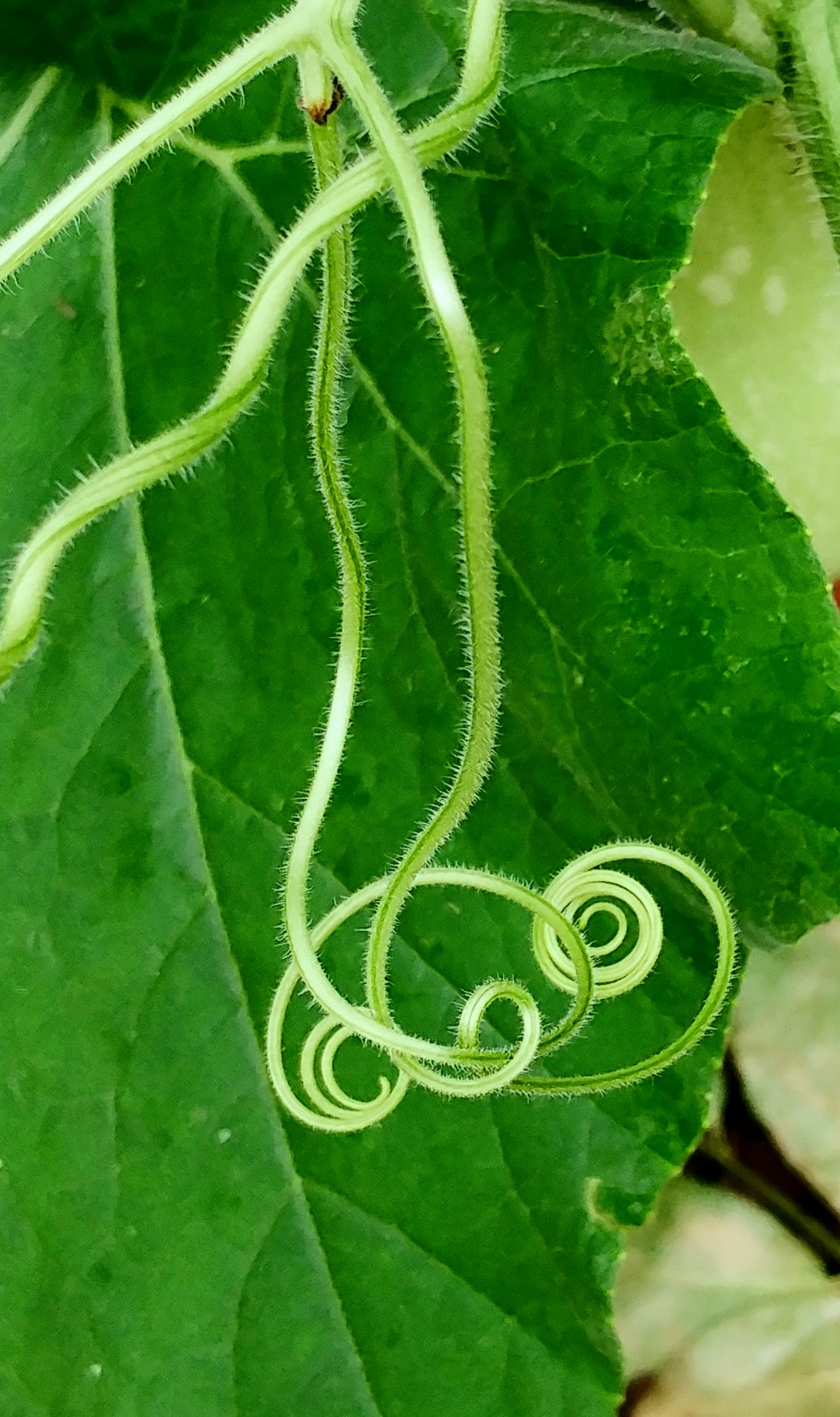 Tendrils.jpg