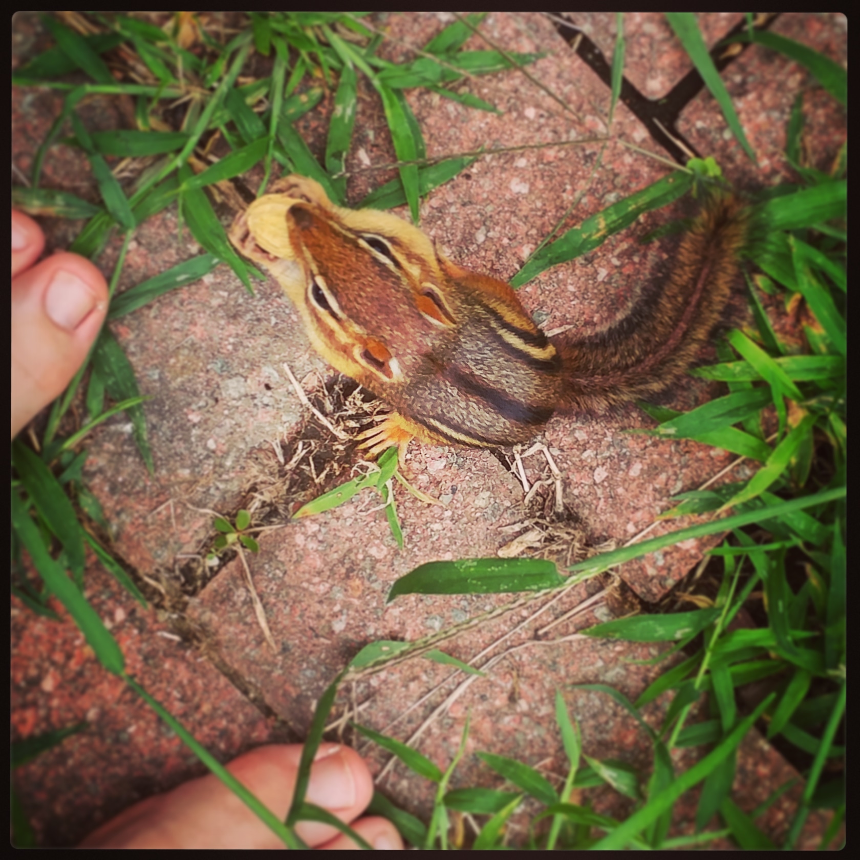 Eastern Chipmunk.jpg