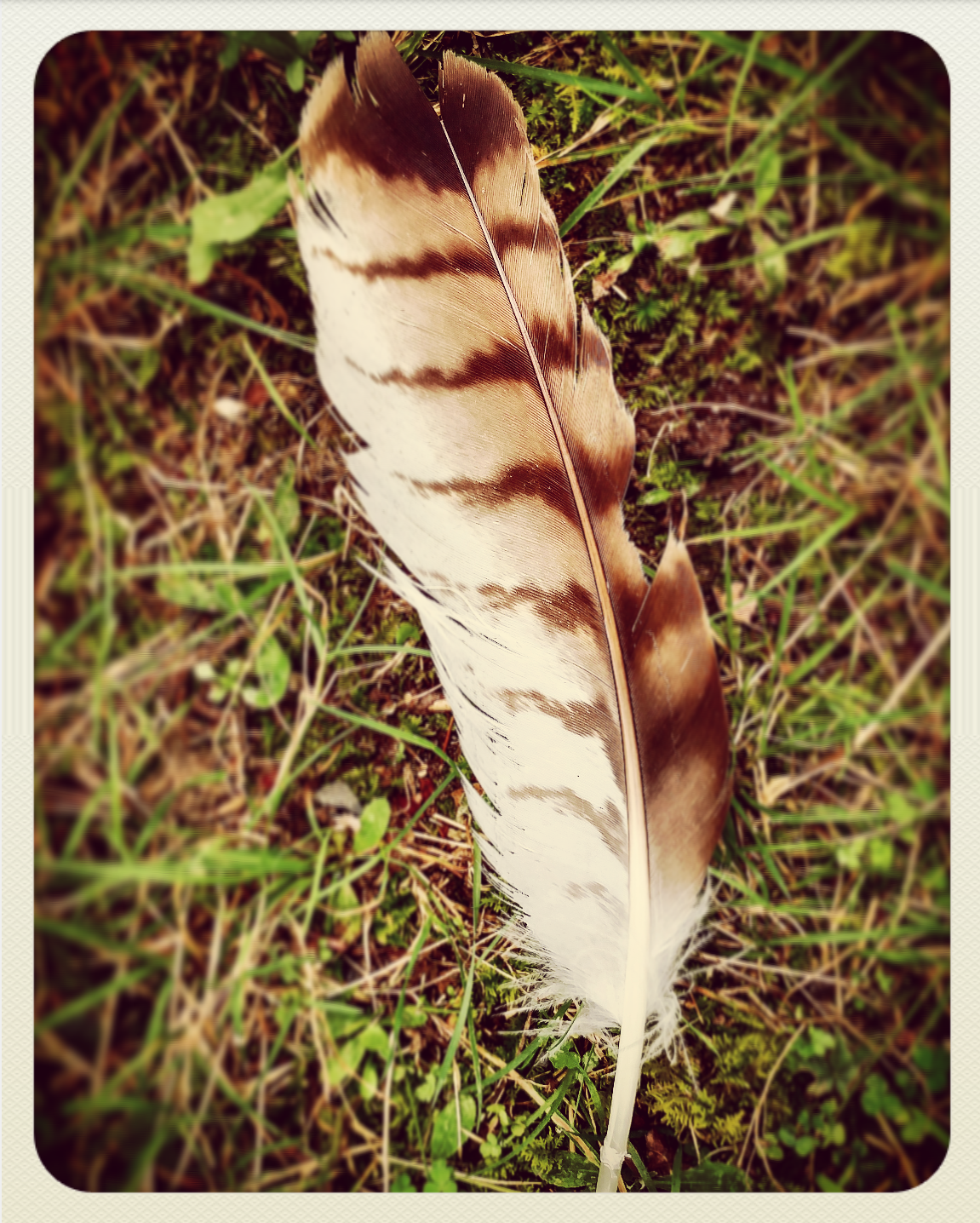 Little Hawk Feather.png