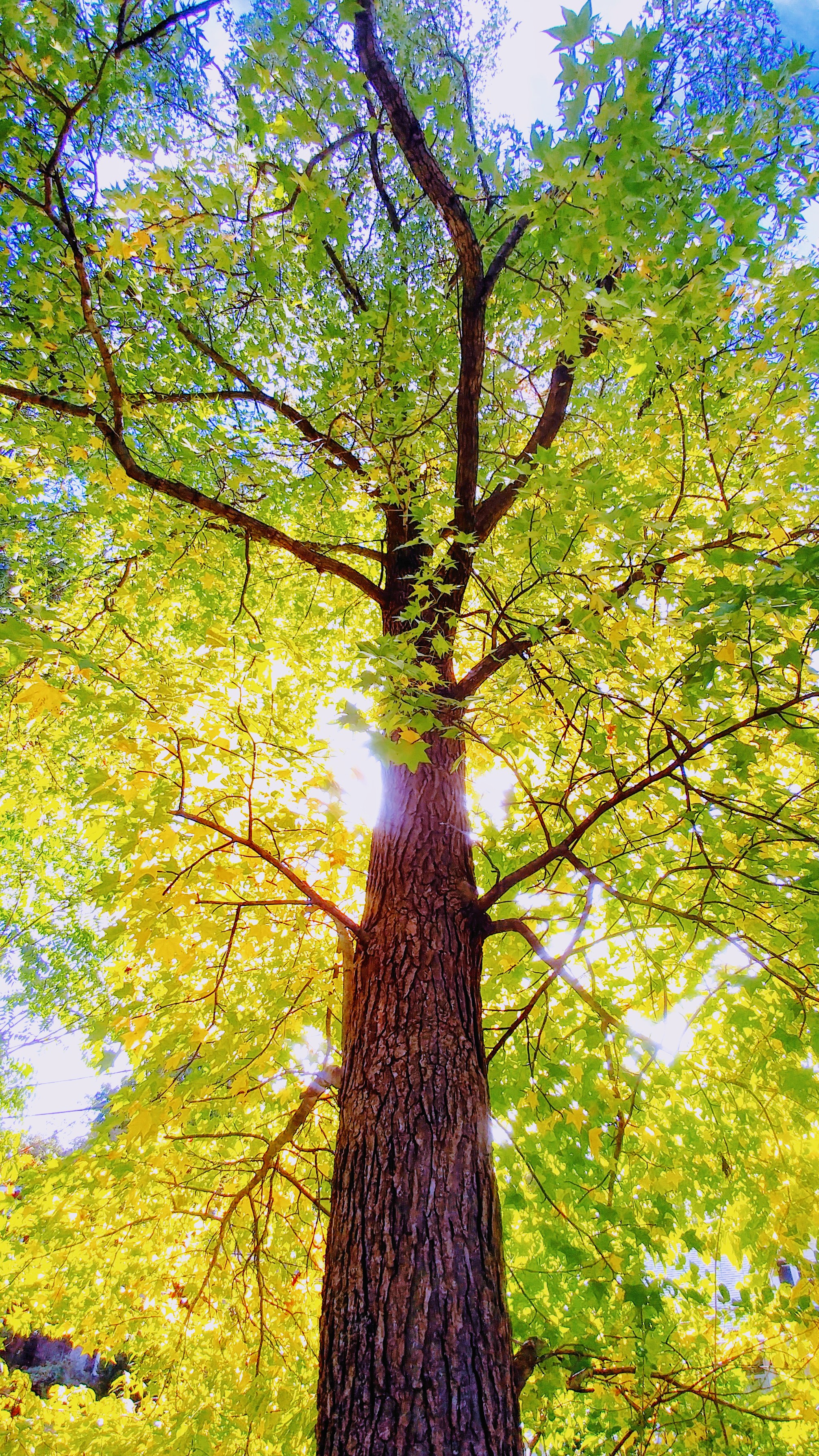 Sweetgum.jpg