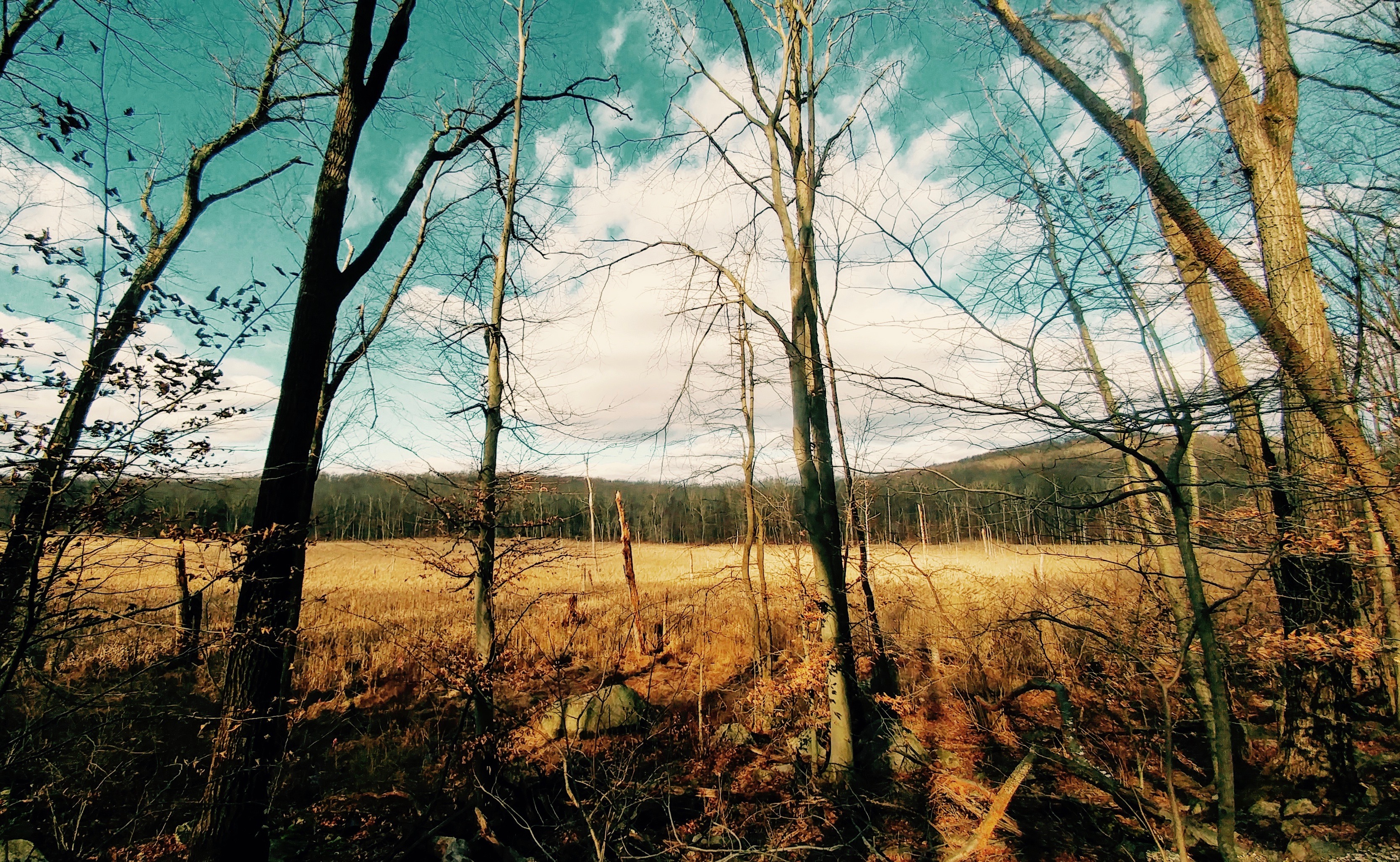 Resolved (Rattlesnake Swamp) 2.jpg