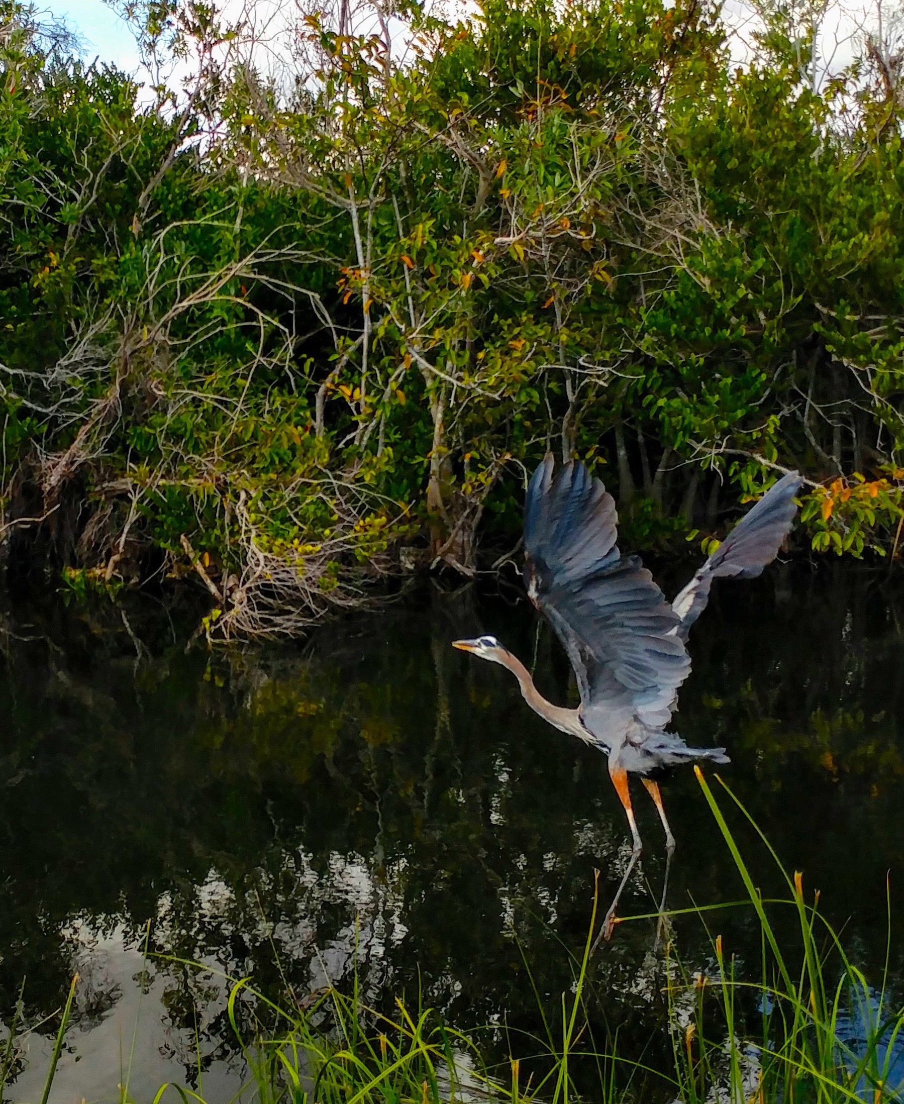 Everglades Heron.jpg