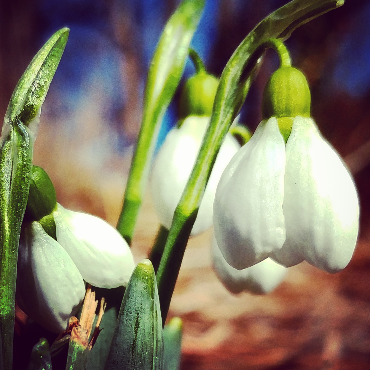 Snowdrops.jpg