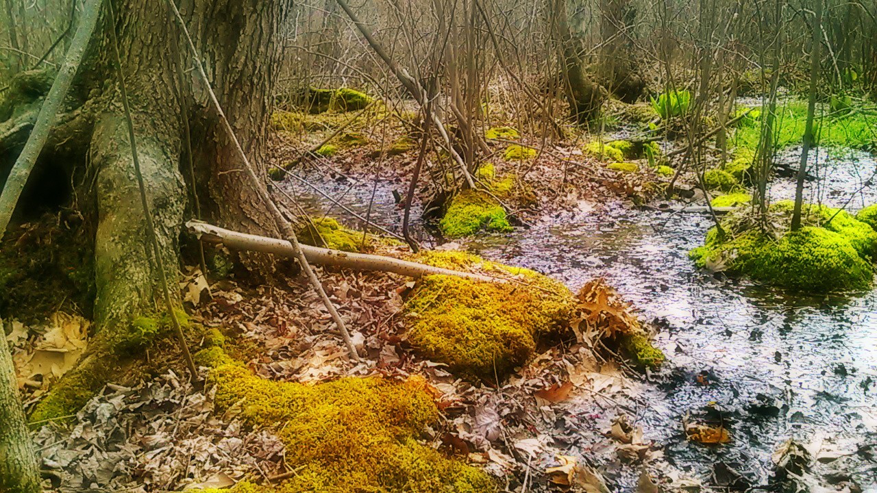 Damp Roots -- 3:16.jpg