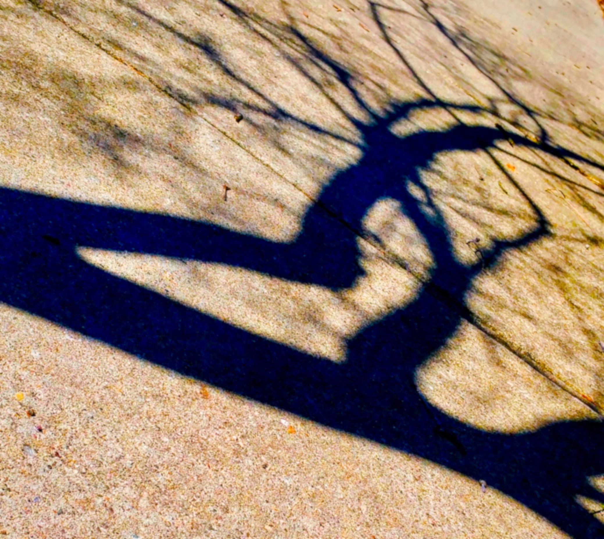 Dogwood Shadow 2.jpg