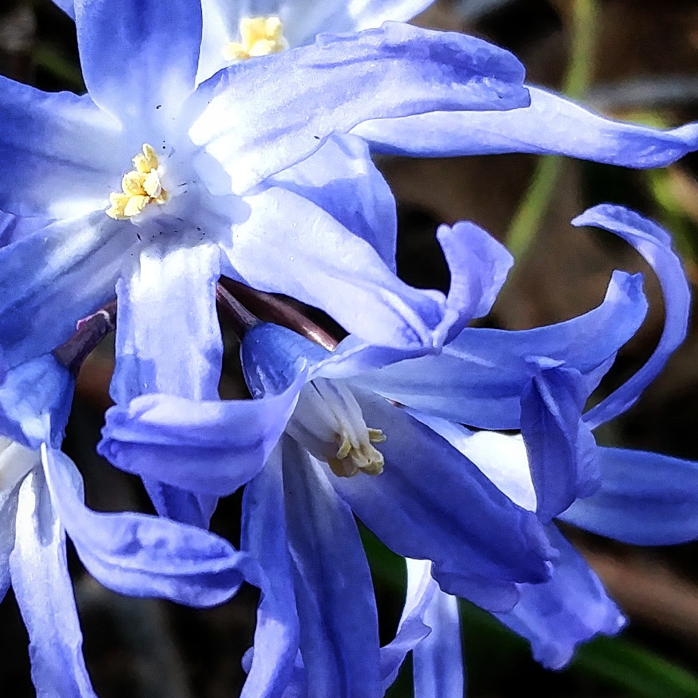 Scilla Blue.jpg