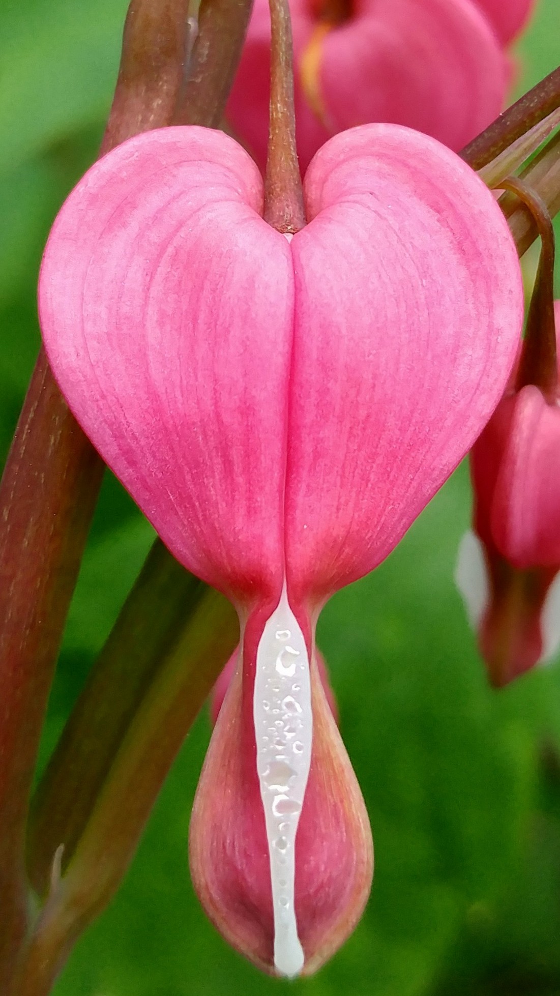 Bleeding Heart, detail.jpg