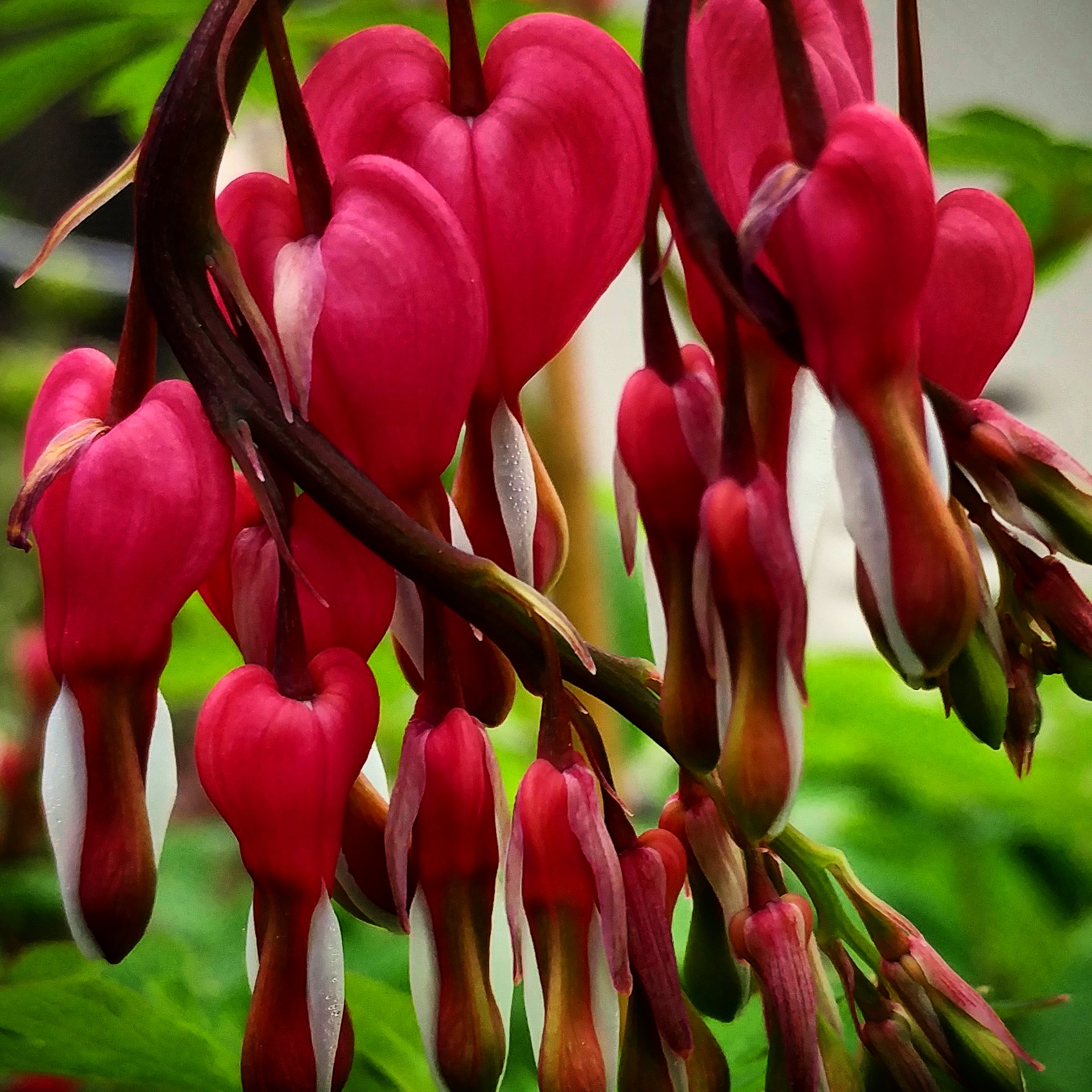 Bleeding Hearts, branch.jpg