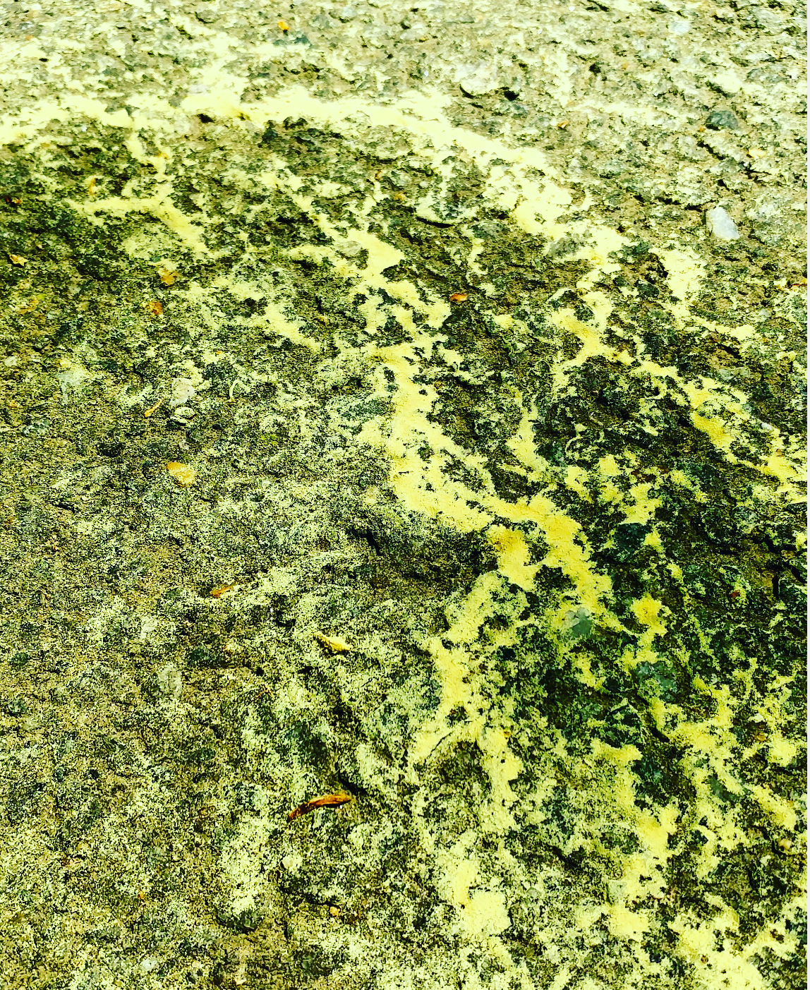 Pollen Puddle.png