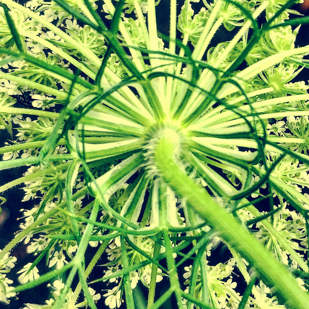 Queen Anne's Lace.jpg