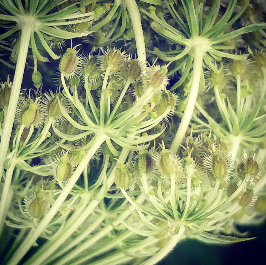 Queen Anne's Lace seedhead.jpg