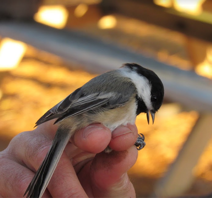 Black-Capped Chickadee -- L.Gloshinski, 11:19.png