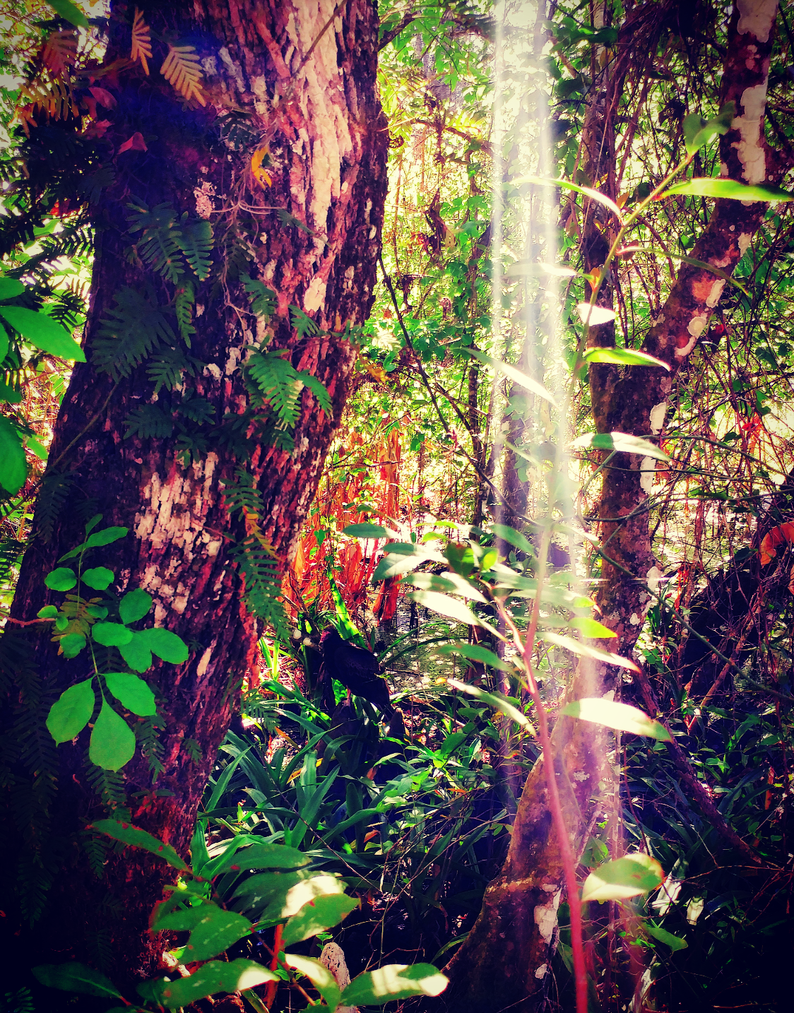 Light, Corkscrew Swamp Sanctuary.png