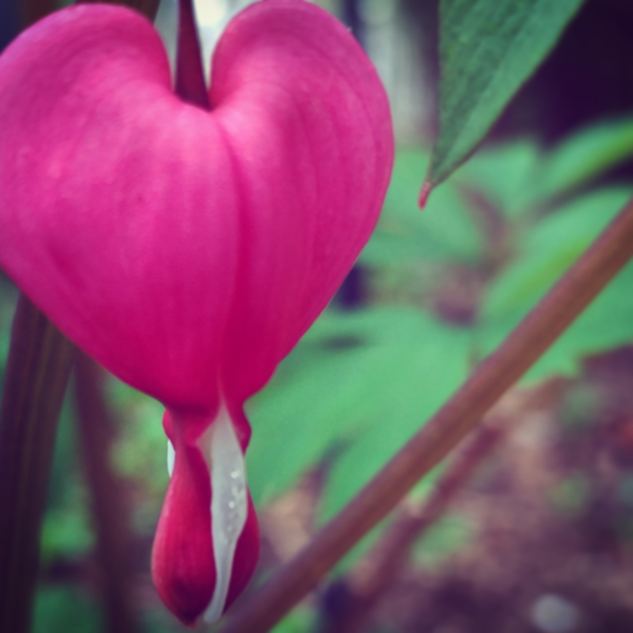 Bleeding Heart.jpg