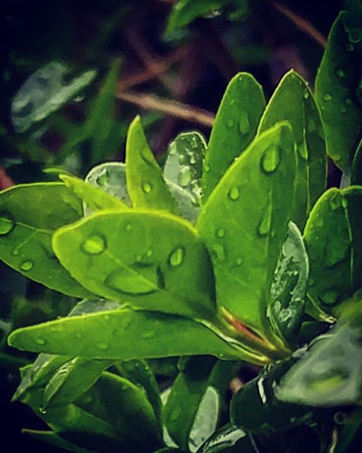 Rain on Privet.jpg