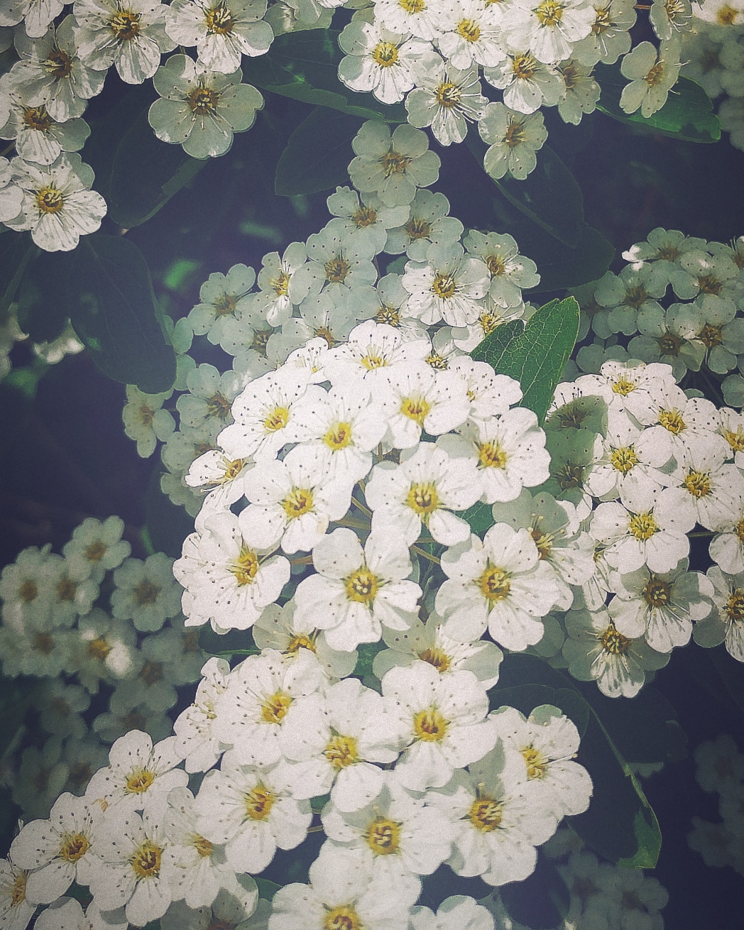 Spirea Bridal Wreath