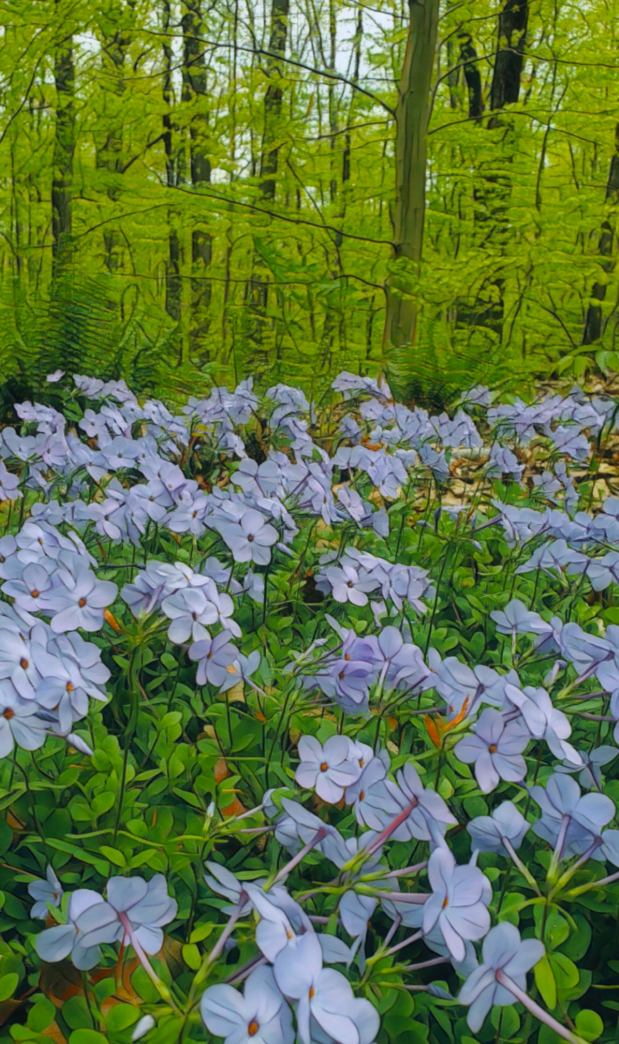 An artfully altered photo of a spring woodland with a foreground of creeping phlox.