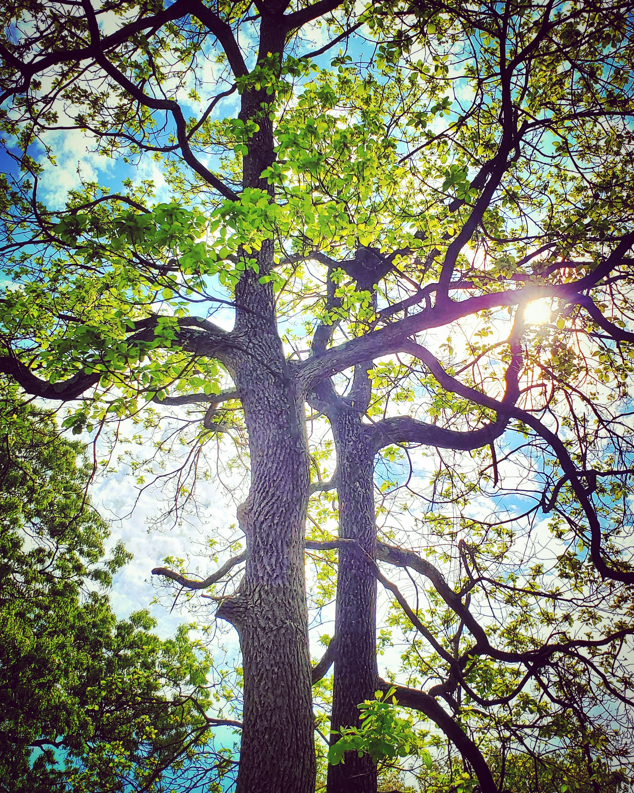 A photo of two young sassafras trees, side-by-side, as if in conversation.