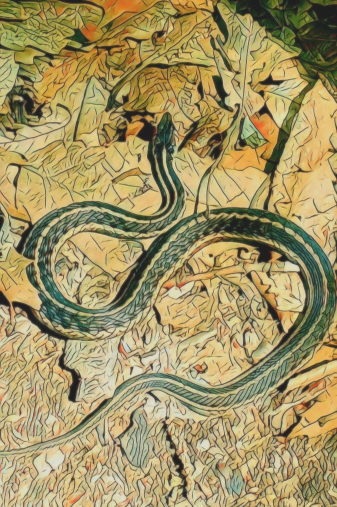 An artfully altered photo of a Garter Snake moving through the leafmold along the forest floor.