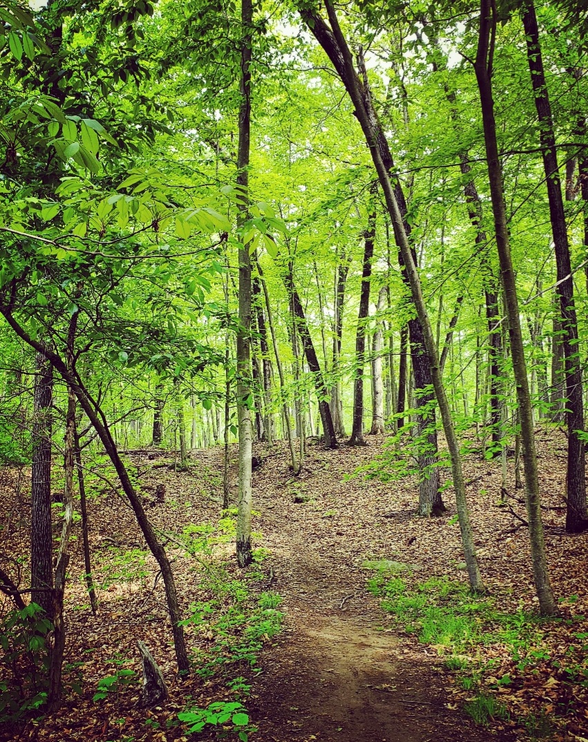 A photo of an earthen track through a woodland in mid-spring ...