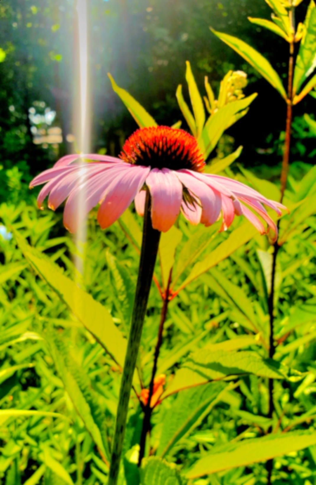 A photo of a pink coneflower in a wildflower garden, coupled with a brilliant shaft of light.