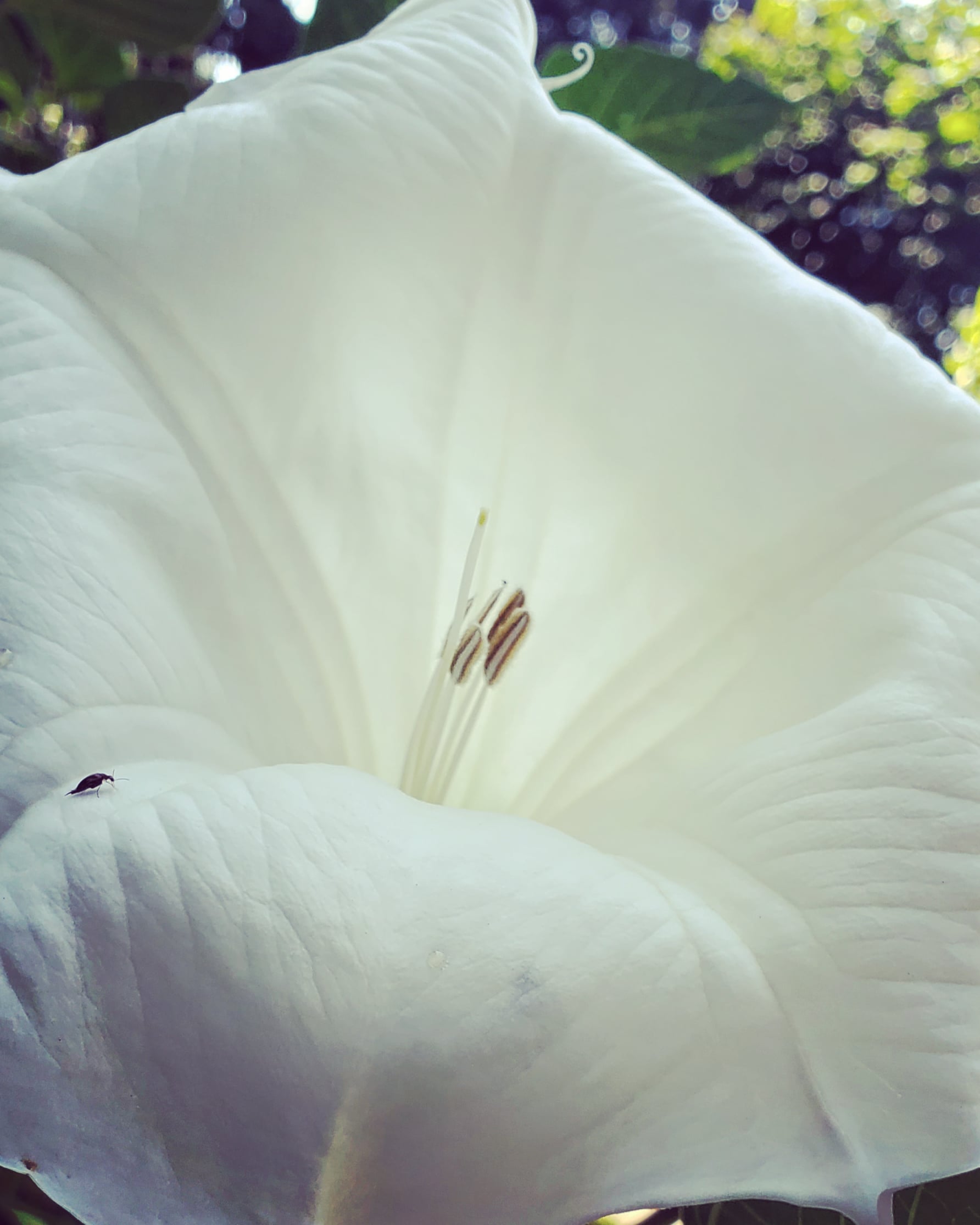 An up-close photo of a white datura flower, in full bloom. A tiny insect traverses one of its petals...