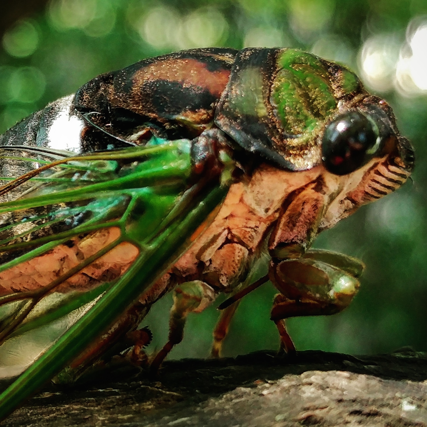 A close-up photo of an adult cicada.