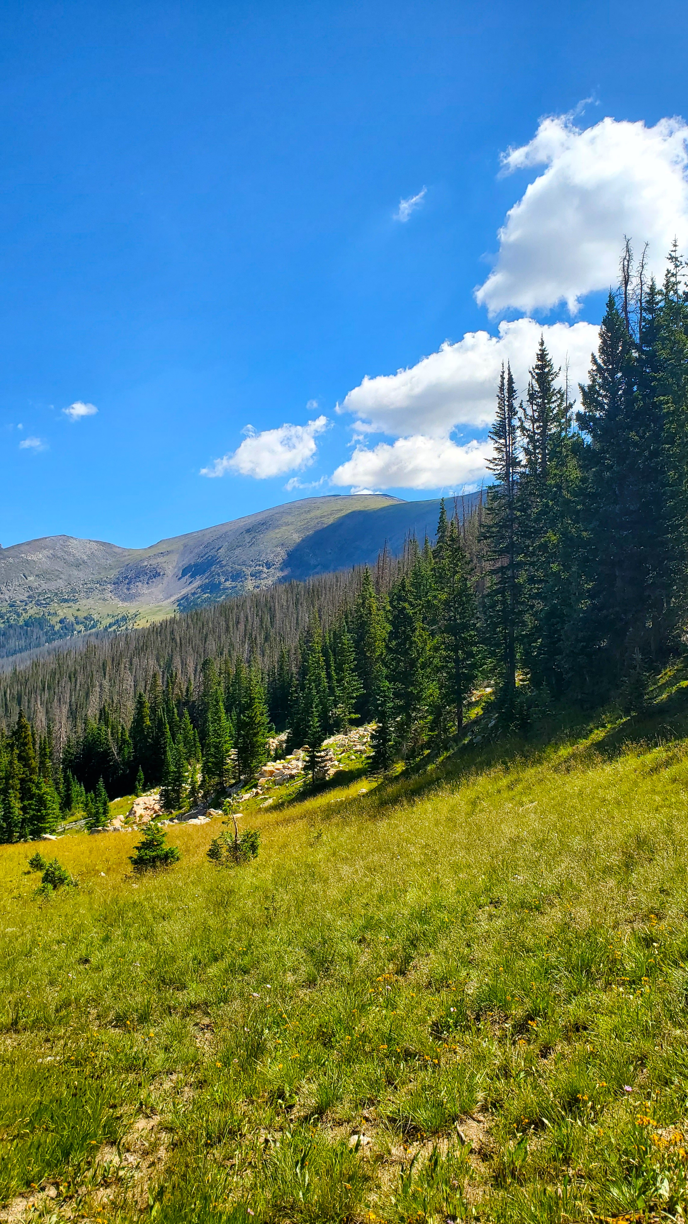 A photograph taken in Rocky Mountain National Park -- foreground of scrubby grasses, middle ground of conifers, background of mountains & bye sky.