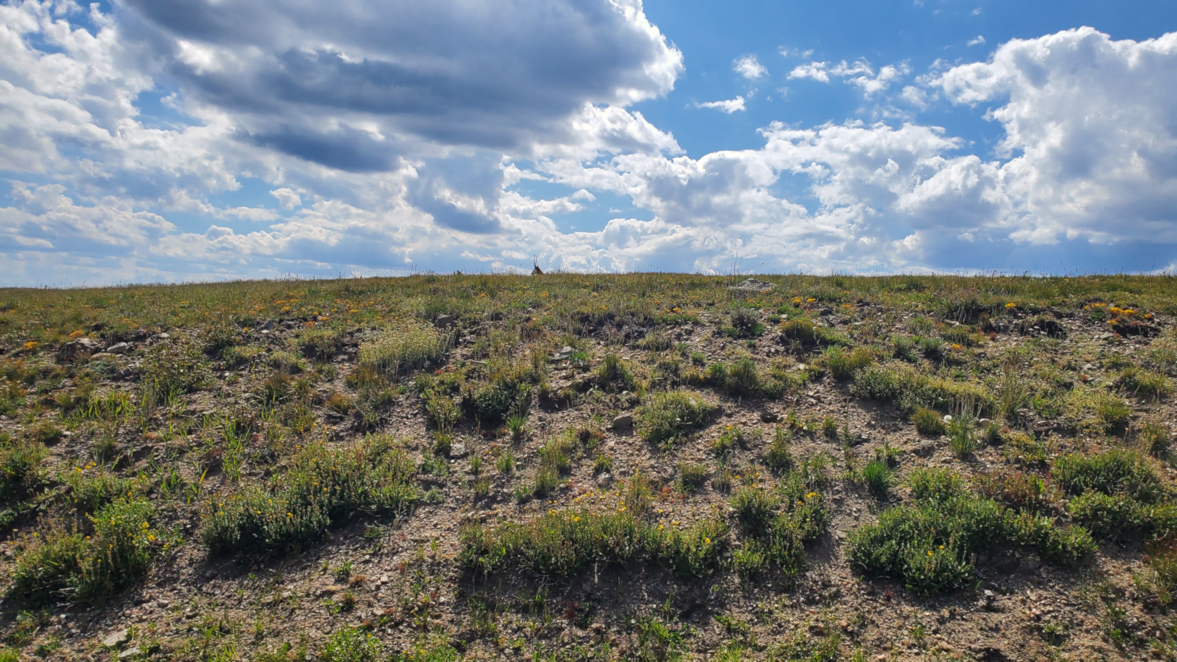 A landscape photo of dried earth and clumps of tough, yellowing grasses beneath a white-cloud-filled, rainless, blue sky.