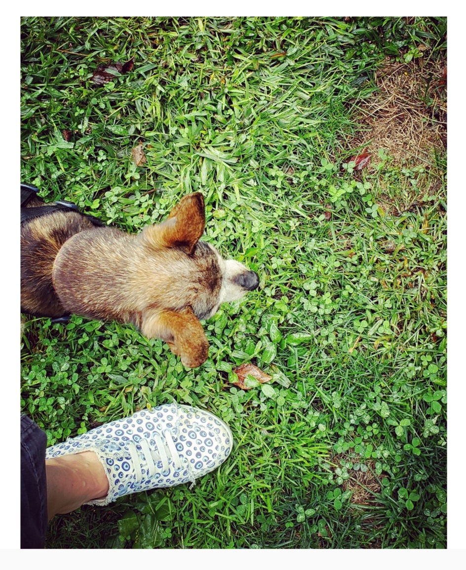 An overhead photo of a little brown dog (and one of her human's feet) standing in green grass and clover.