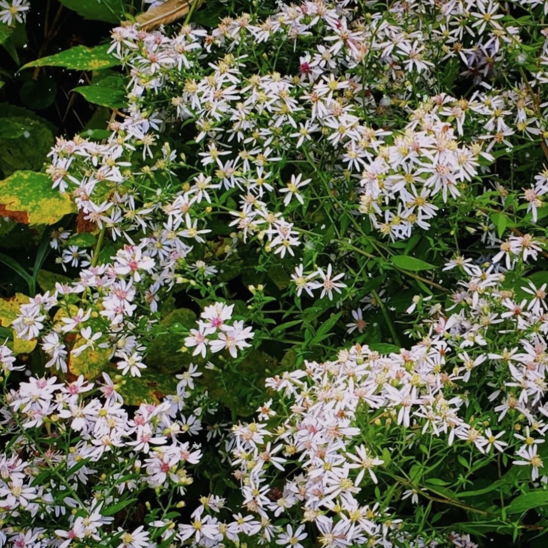 A photo of a tumble of wiled asters.