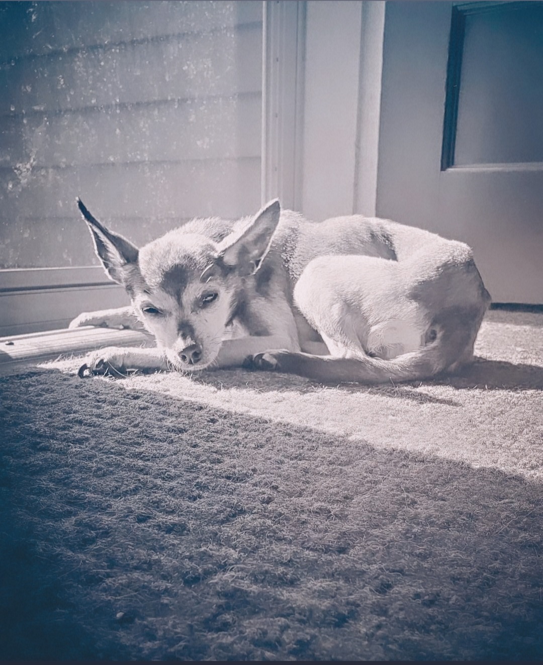 A b&w photo of our little old, ball-of-fire, doggie, sleeping in a patch of sunlight.