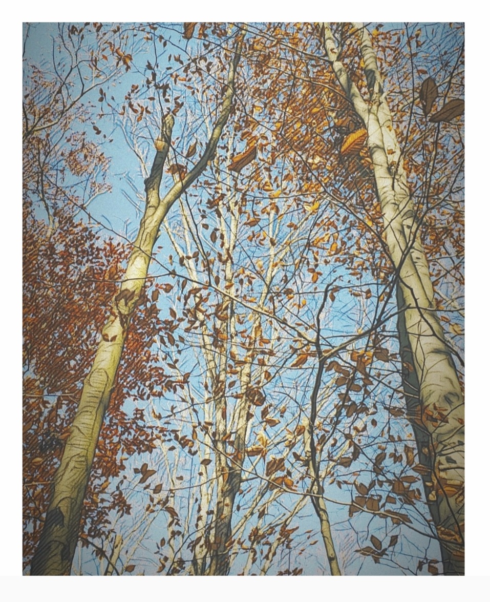 An artfully altered photo of a stand of beech trees, slowly dropping their leaves to reveal their structure.