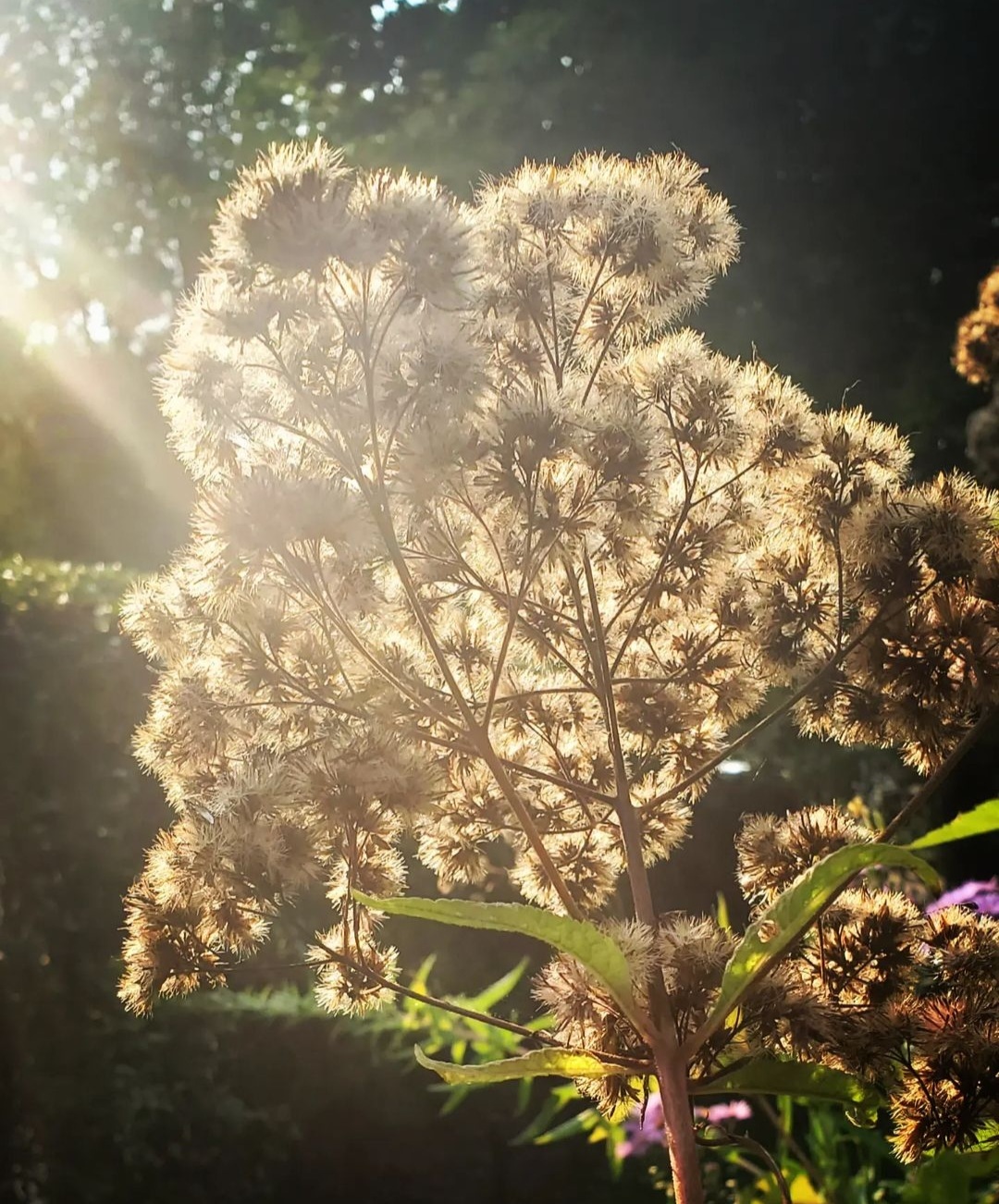 The seed head of a Eupatorium (Joe Pye Weed) filled with sunlight.