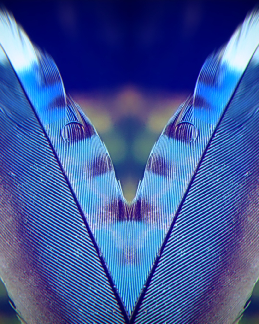 An artfully altered photo of a Blue Jay feather.