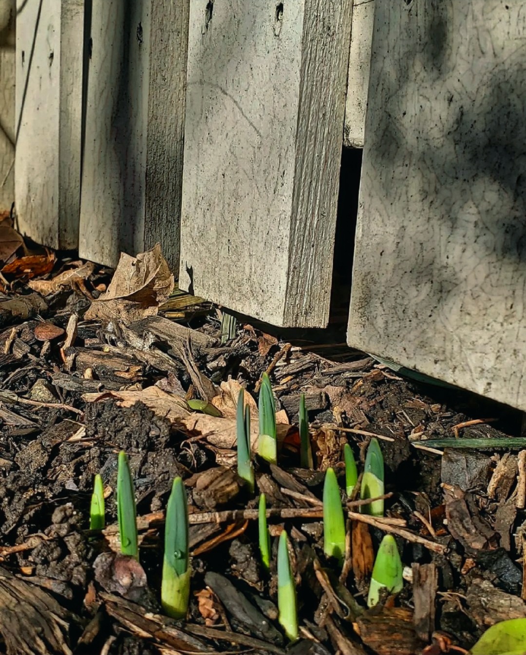 A photo of green daffodil blade tips emerging from January's soil...