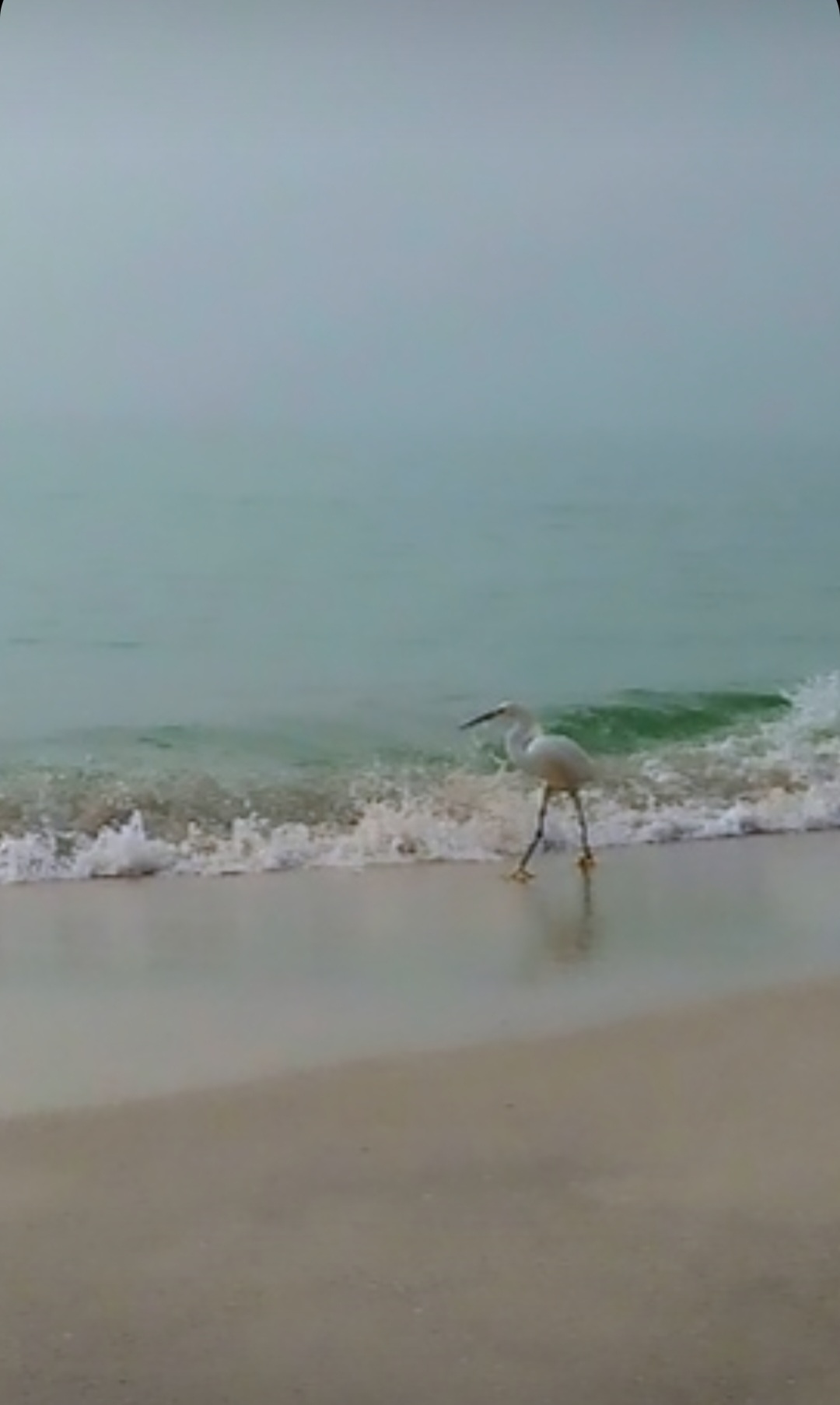 A photo of a white egret walking along the ocean's edge.