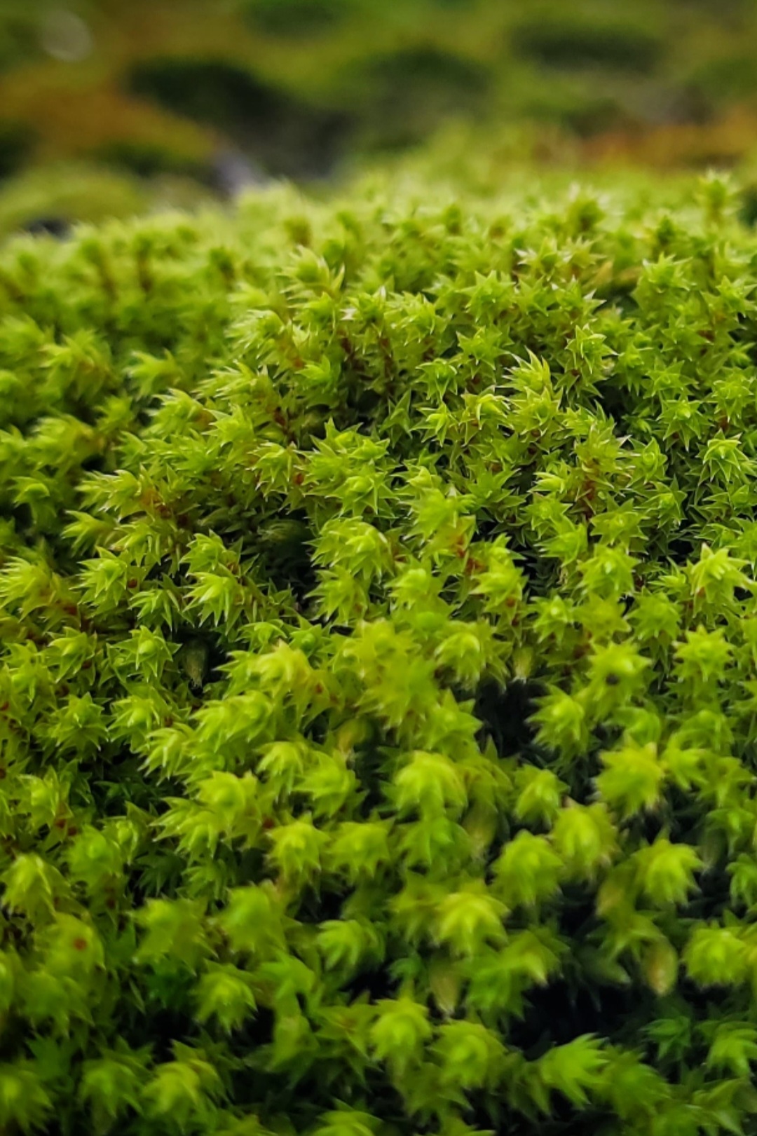 A close-up photo of a thick growth of green moss.