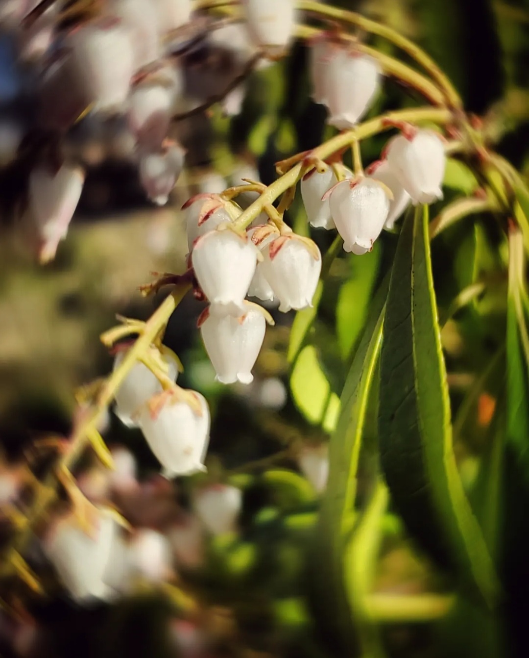 An artfully altered photo of Andromeda Japonica, in bloom.
