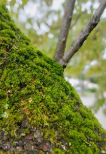 A close-up photo of a moss-covered dogwood.